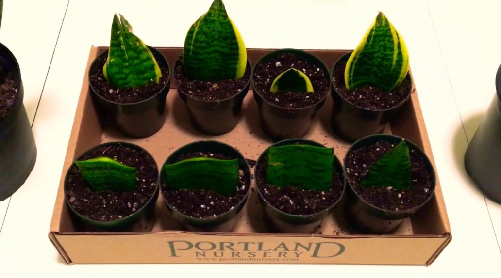 propagate mother in law's tongue