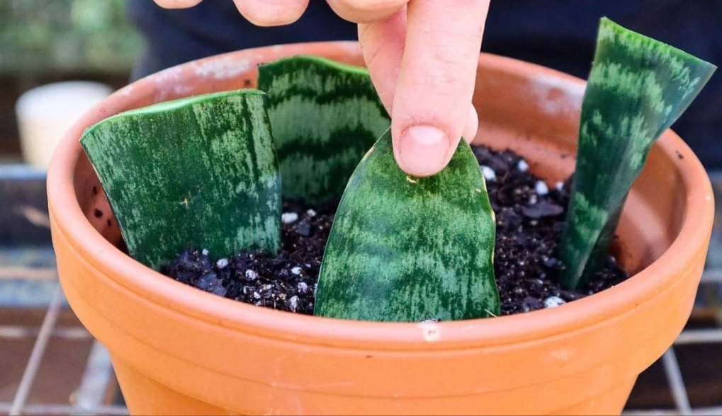 grow snake plant from cutting