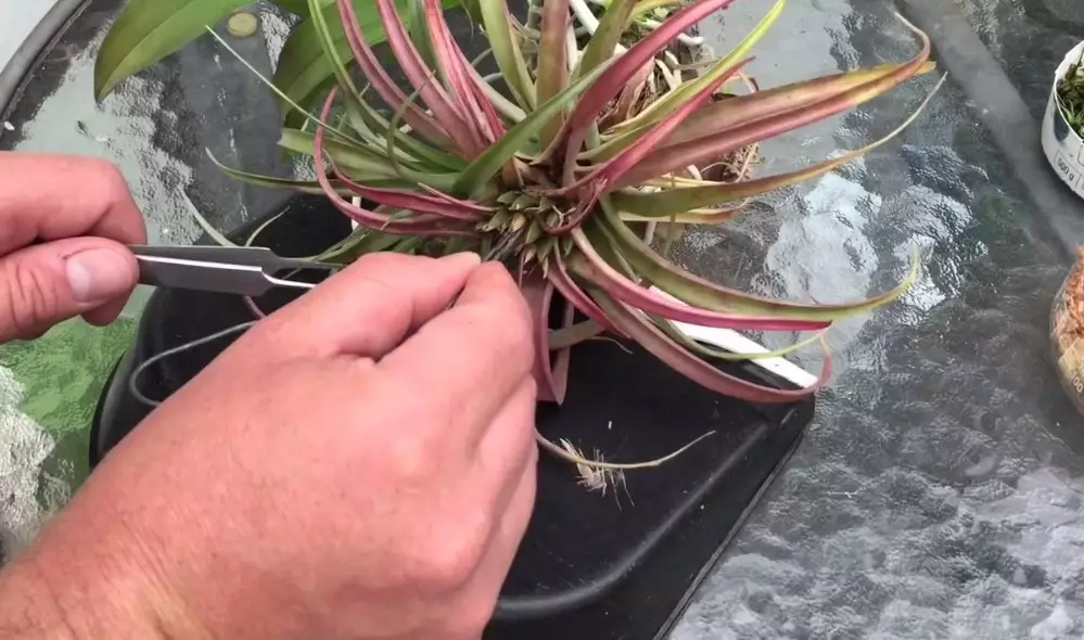 air plant care