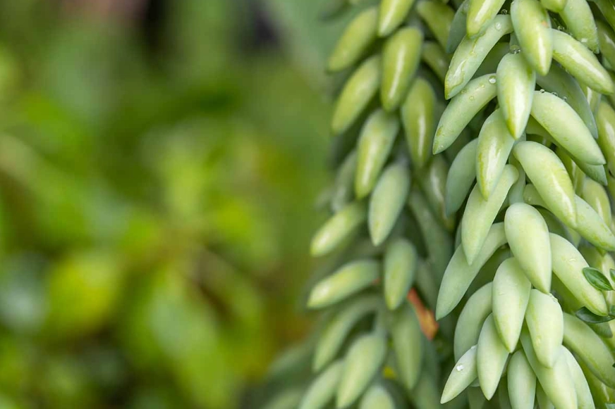 sedum morganianum sedum morganianum