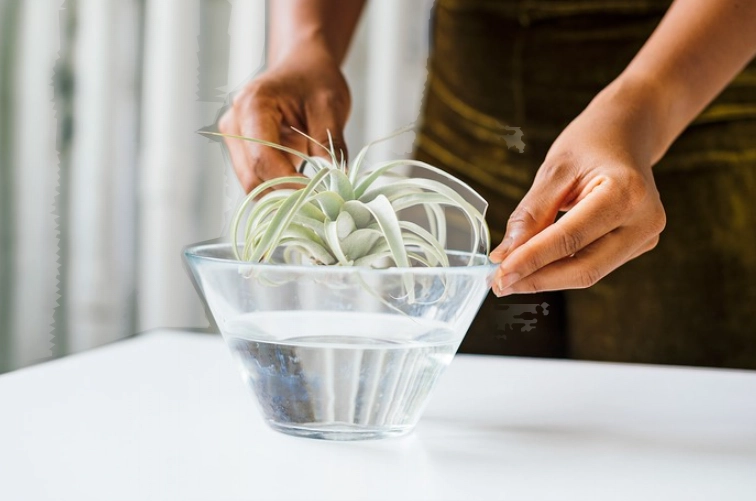 air plant care air plant care