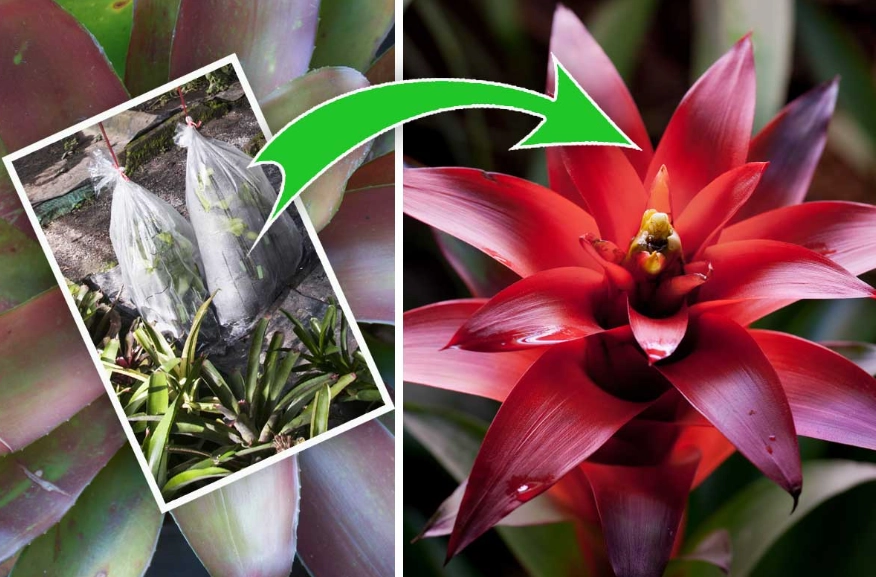 how to water bromeliad