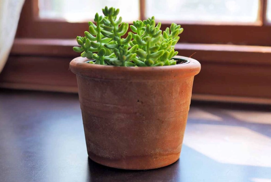 how to propagate donkey's tail how to propagate donkey's tail