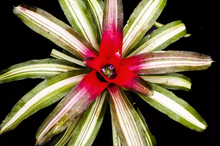 bromeliad indoor plants