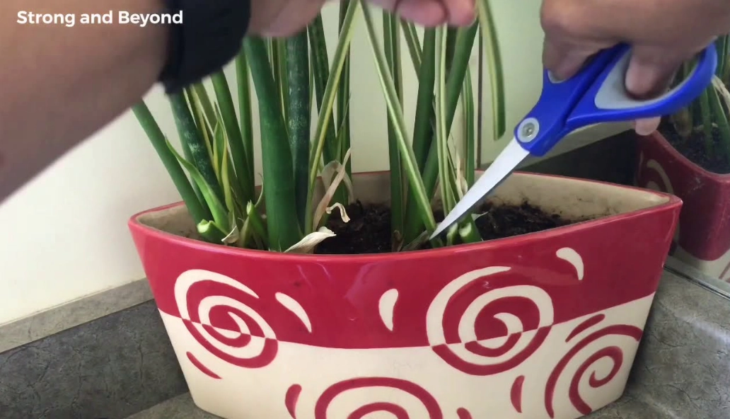 grow snake plant from cutting