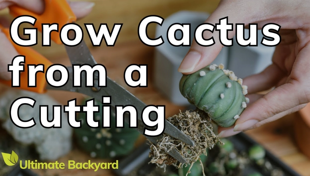 cactus watering cactus watering