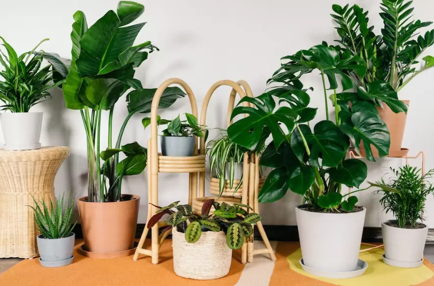 easy indoor plants