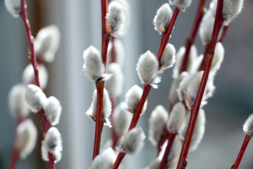 weeping pussy willow weeping pussy willow