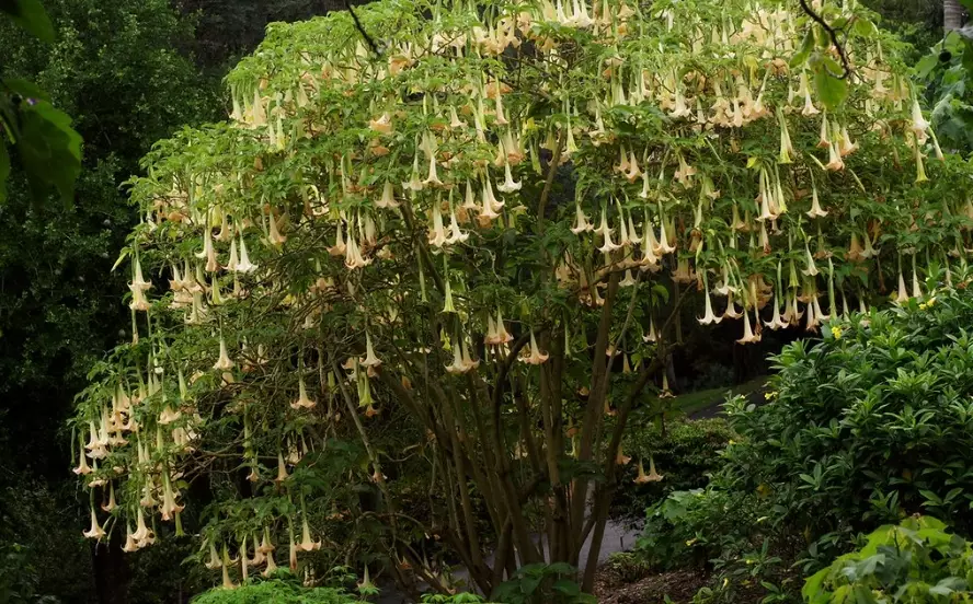 brugmansia toxicity brugmansia toxicity