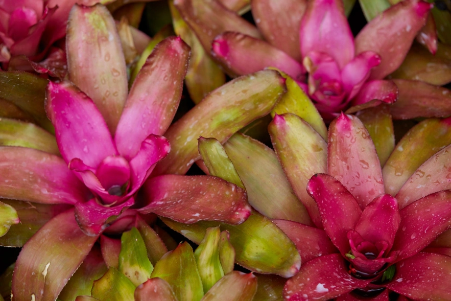 neoregelia care neoregelia care