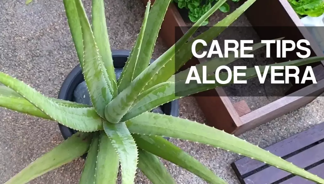 aloe vera uses