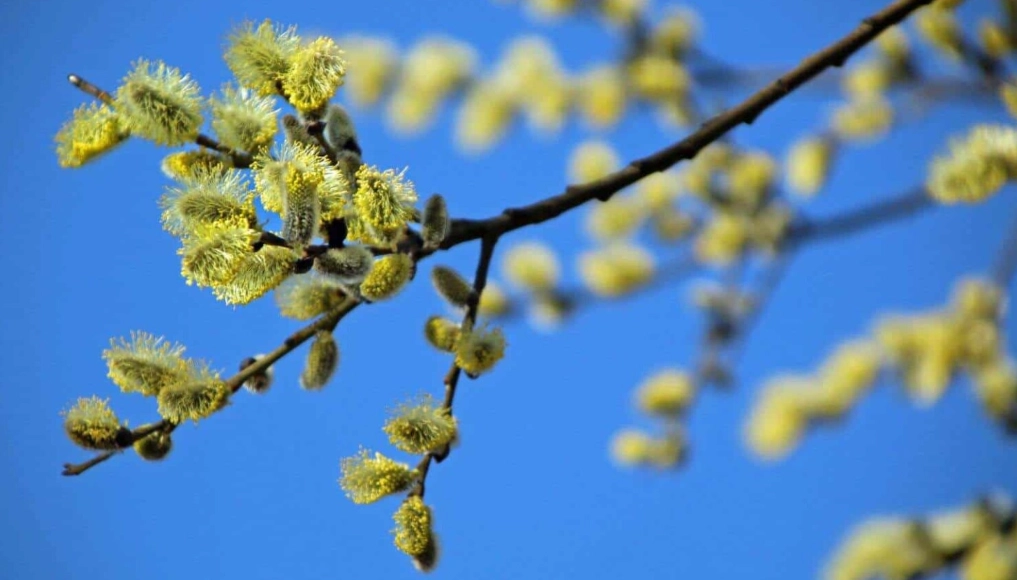 salix caprea pendula