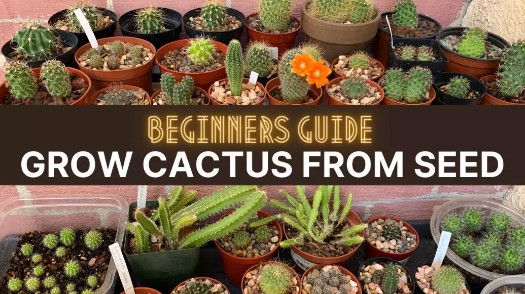 how to grow cactus how to grow cactus