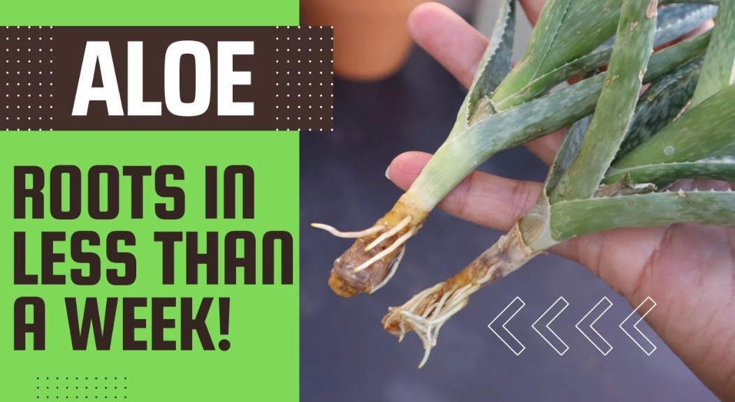 aloe plant care aloe plant care