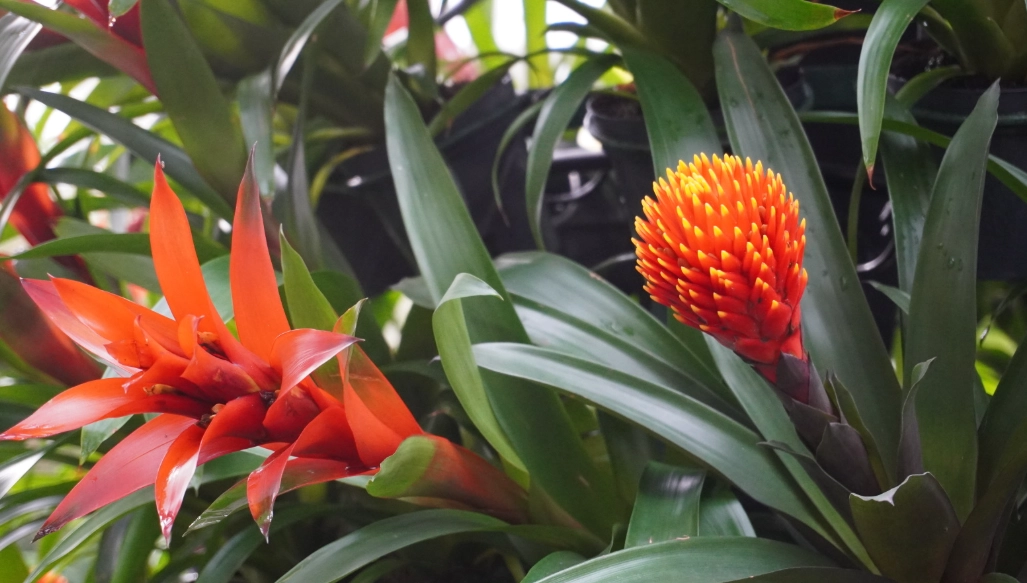 bromeliad light requirements
