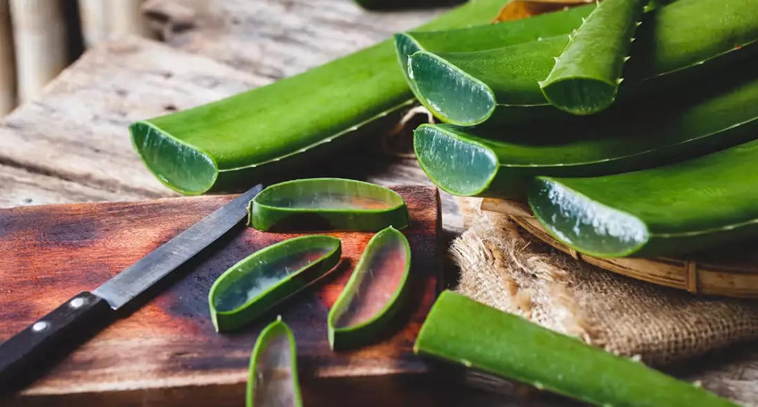 how do you use the aloe vera plant how do you use the aloe vera plant