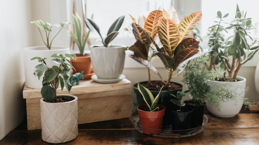 beginner friendly plants