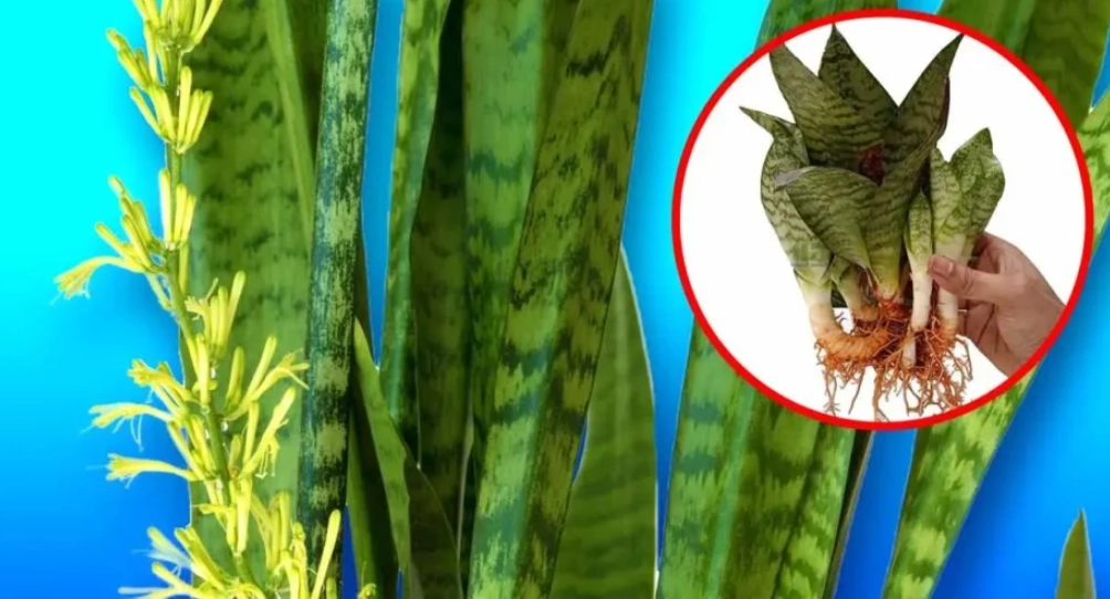 propagate mother in law's tongue