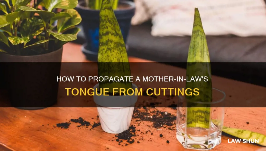 snake plant propagation