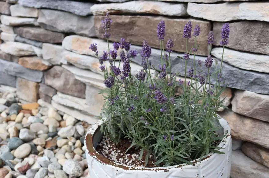 growing lavender in containers growing lavender in containers