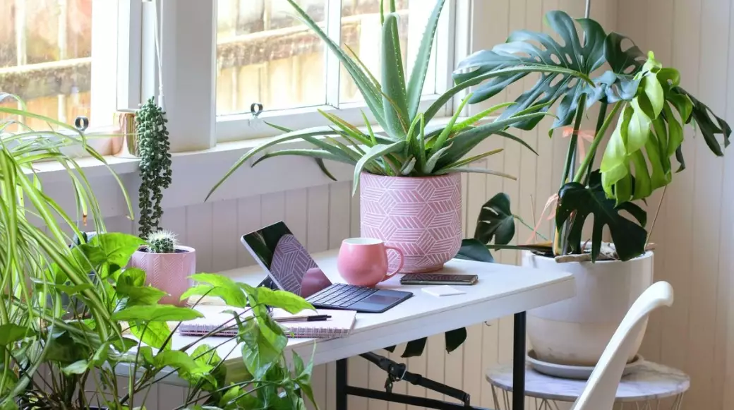 easy care indoor plants