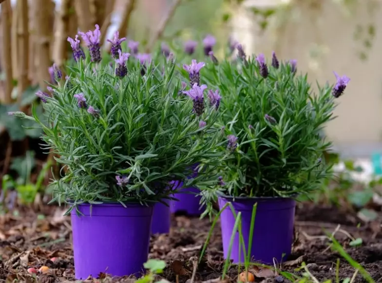 best lavender for containers best lavender for containers