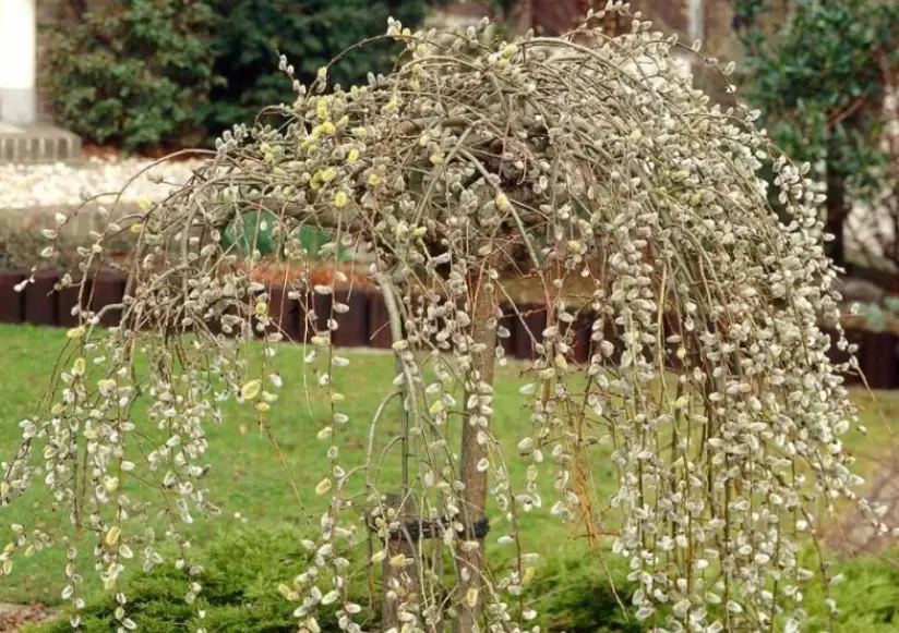 pussy willow tree care pussy willow tree care