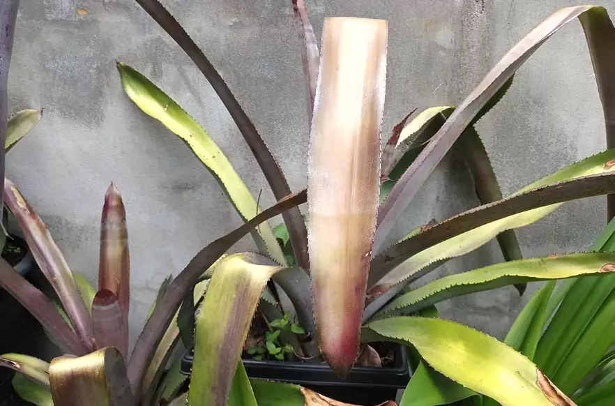 how to water bromeliad