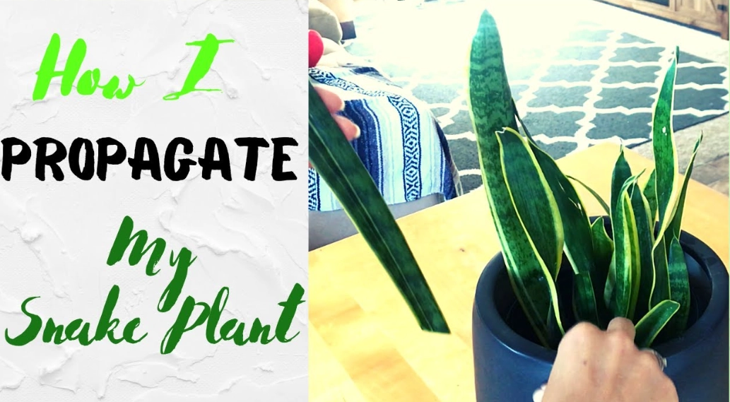 snake plant propagation