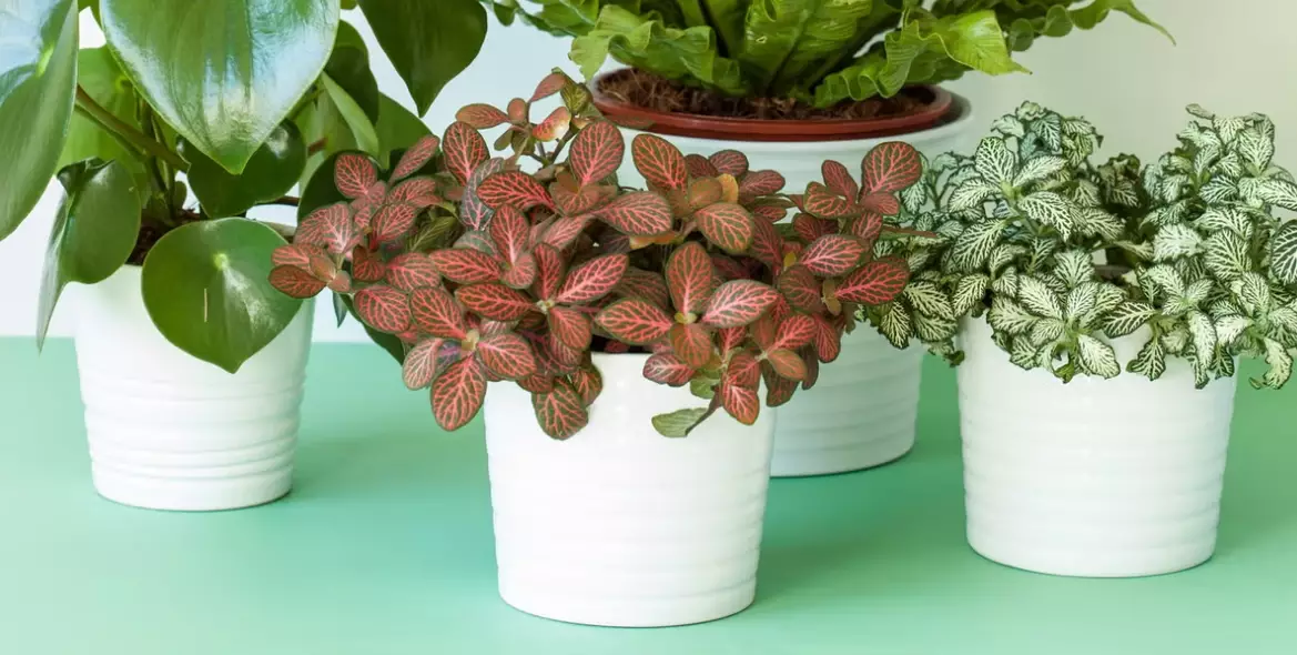 easy indoor plants