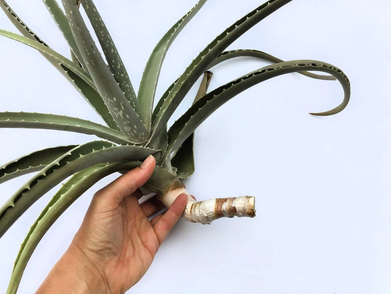 how to repot aloe vera how to repot aloe vera