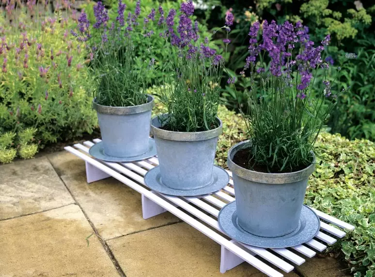 lavender in pots lavender in pots
