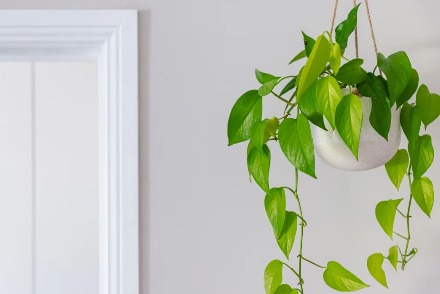 low maintenance houseplants