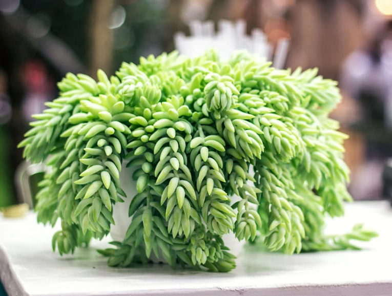 donkey's tail plant care donkey's tail plant care