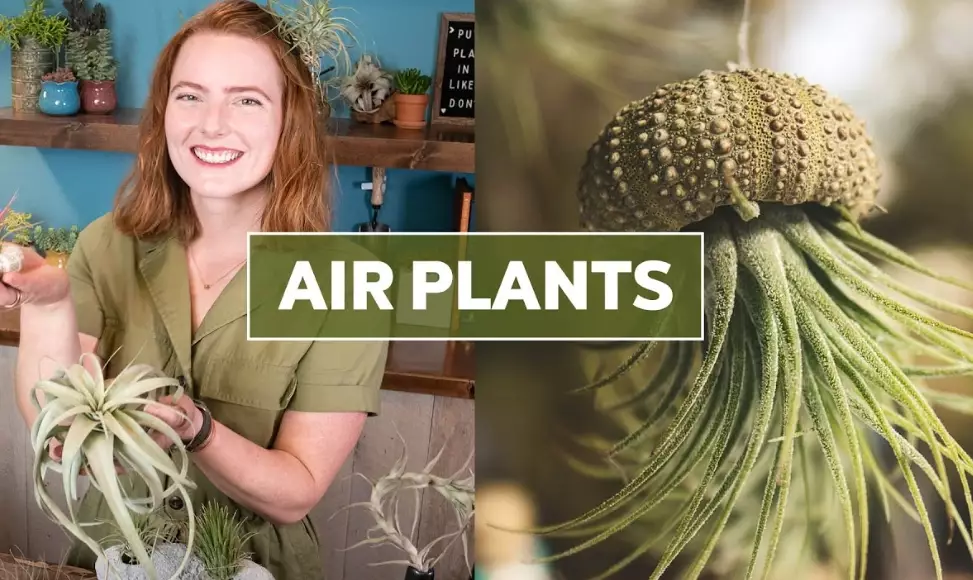 tillandsia care tillandsia care