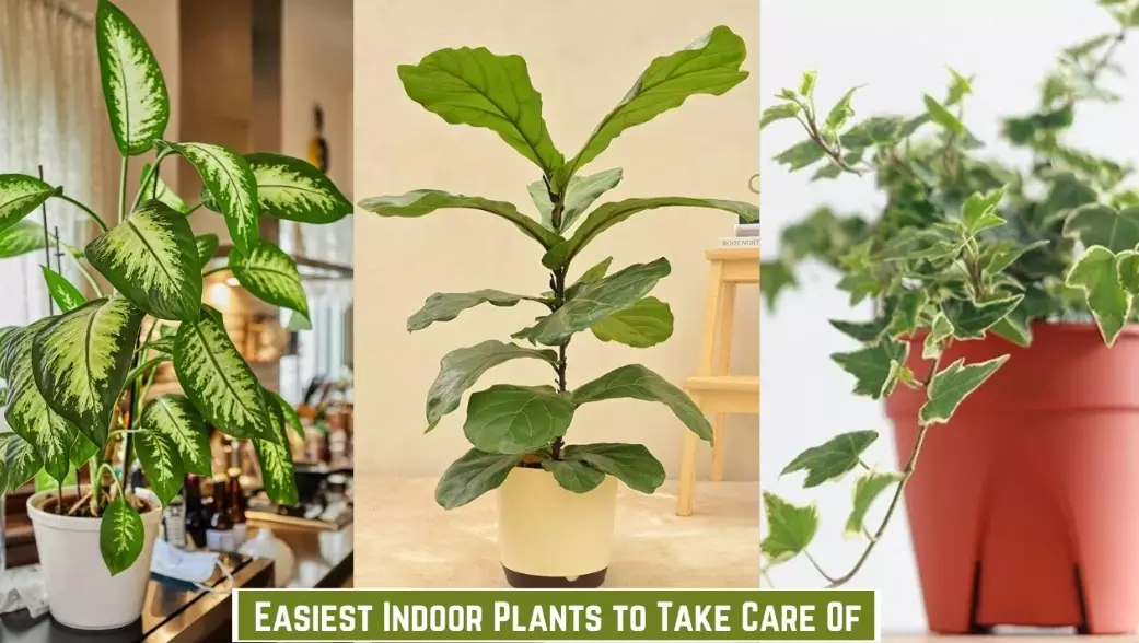 low maintenance houseplants