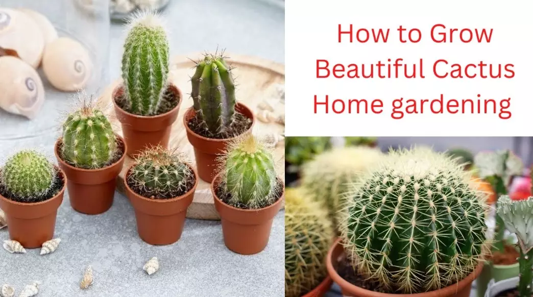 cactus care