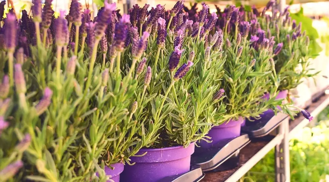how to grow lavender in containers how to grow lavender in containers