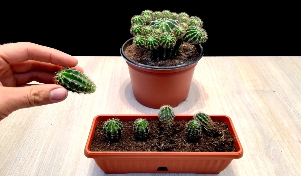 growing cactus indoors growing cactus indoors