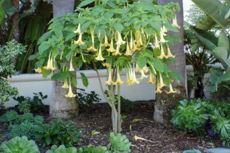 angel trumpet plant angel trumpet plant