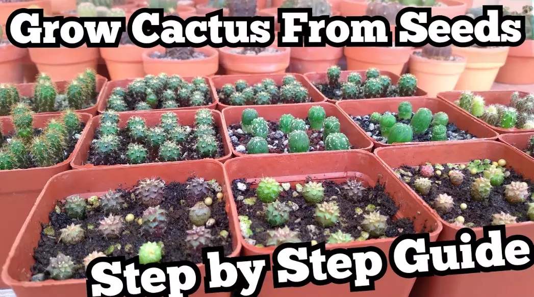 cactus care cactus care
