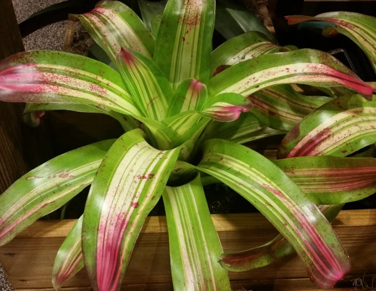 bromeliad indoor plants bromeliad indoor plants