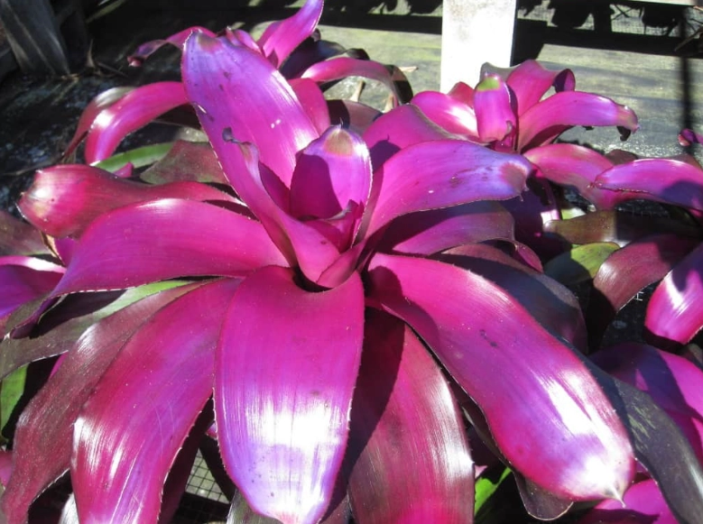 neoregelia neoregelia