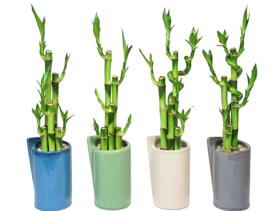 lucky bamboo care lucky bamboo care