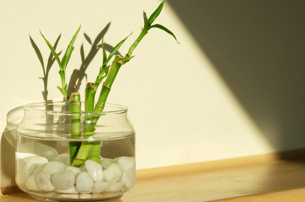 lucky bamboo plant lucky bamboo plant