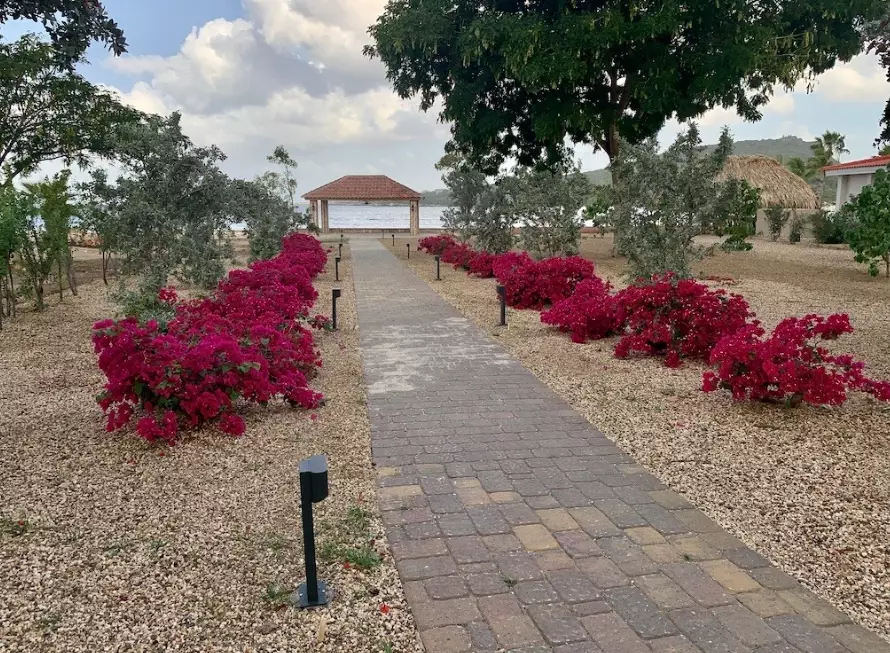 bougainvillea not blooming bougainvillea not blooming
