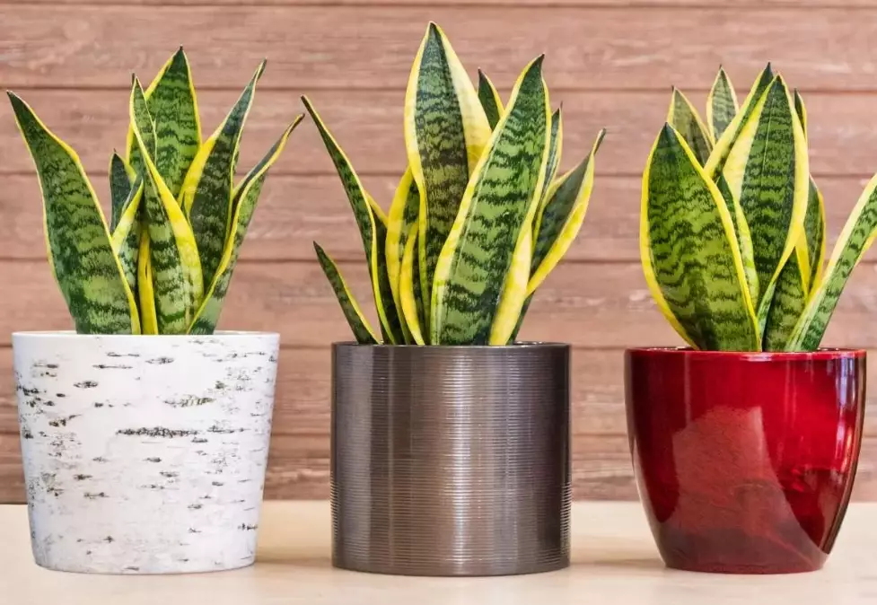 how to water snake plant how to water snake plant