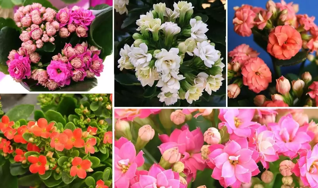 how to care for flowering kalanchoe
