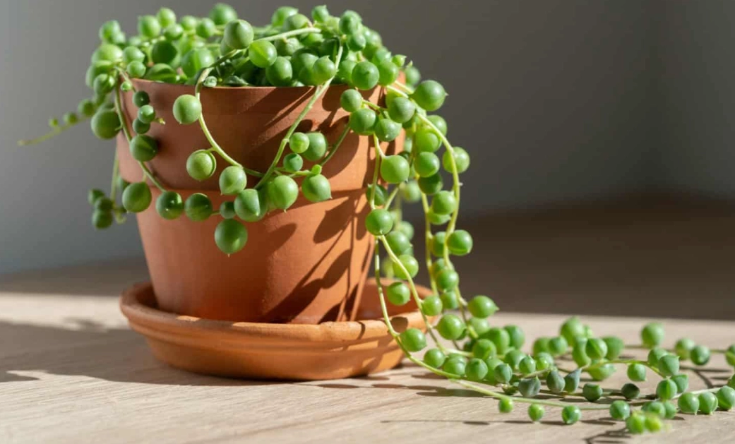 string of pearls