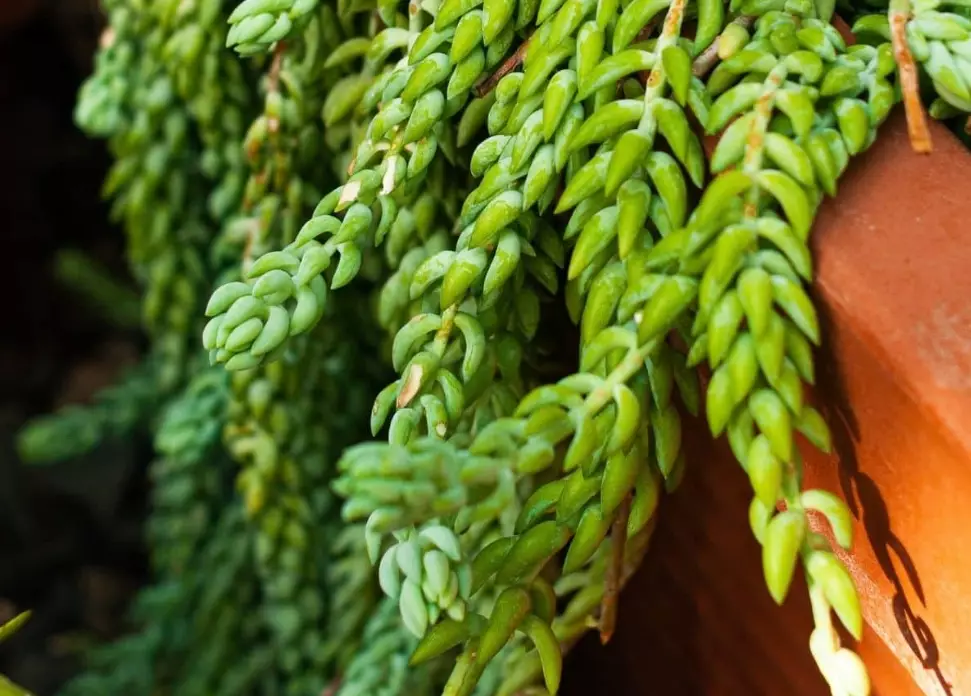 hanging succulent plants
